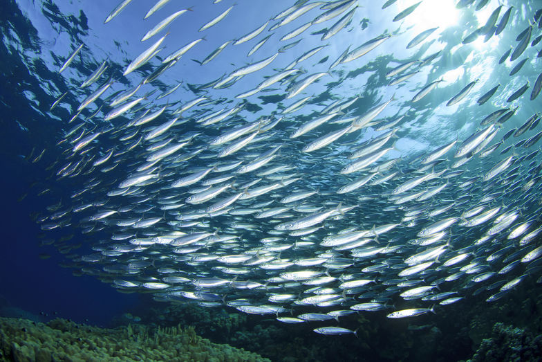 Sardine-school