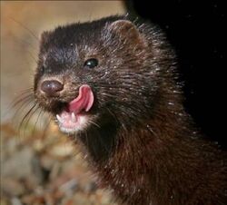 500791420_1076062061221243_4988231414015191384_n